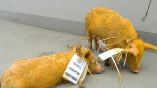 Deux cochons devant le siège du parlement Ougandais à Kampala; le 17 juin 2014.
