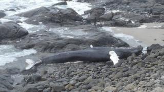 Humpback whale found on Barra