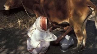 বাংলাদেশের অনেক নারীরা খামার করে থাকেন