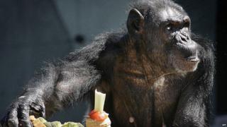 Ape