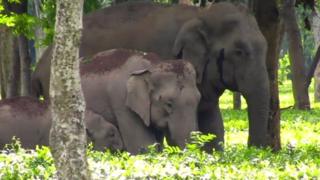 Elephant, Tea Garden, हाथी, चाय का बागान