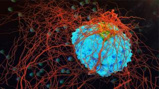 Cancer cells