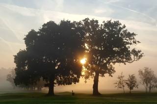 Sunlight through trees