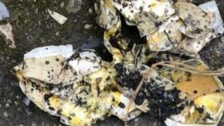 Destroyed eggs