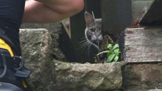 Cat rescue