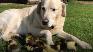 Fred the dog with ducklings