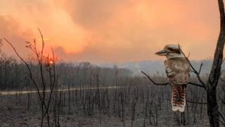 A kookaburra on a burnt tree in fire-hit Wallabi Point, New South Wales