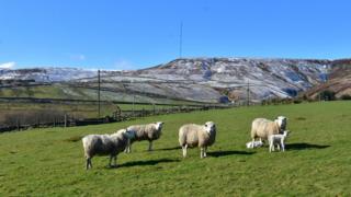 Sheep and lambs against the snowy backdrop of Holme Moss.