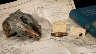 Dolphin skull
