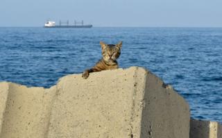 in_pictures A cat is pictured at the sea front promenade before a curfew imposed by authorities to prevent the spread of the COVID-19 coronavirus in the Bab el-Oued district of Algeria's capital Algiers on June 29, 2020.