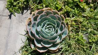 Flor