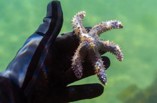 A marine biology student identifies a starfish during a marine biology survey in the Indian Ocean in False Bay, Cape Town, South Africa, 22 December 2018. Lead by Professor Colin Attwood from the University of Cape Town (UCT) a marine biology survey has been running each year for the past seven years by marine biology students and interested snorklers. In a designated area of the Simonstown harbour marine species are identified and logged