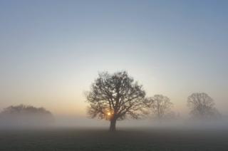 A tree in a misty field at sunrise