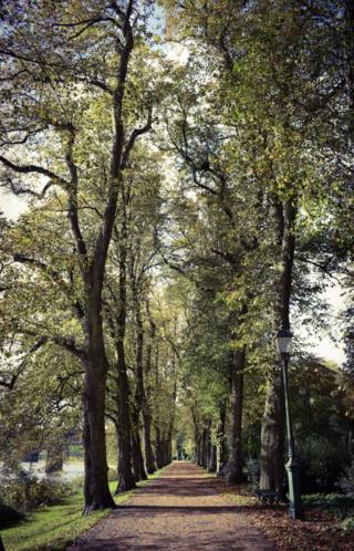 The tree-lined avenue that runs alongside the River Ribble