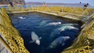 Belugas at Srednyaya Bay, 1 Mar 19