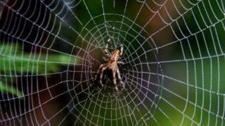 Spider