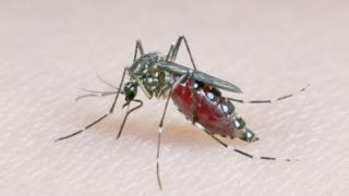 Комары Aedes aegypti могут распространять Зика и денге