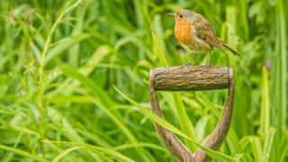 Robin red breast in Farmoor