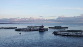 Fish farm pens
