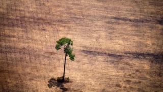 Deforestación en el Amazonas.