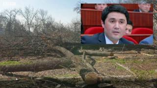 Яккасаройда кесилган дарахат ва депутат Акмал Бурҳонов