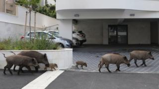 Some groups feed the boar, but others want them to be removed