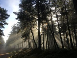 The woods in Boat of Garten
