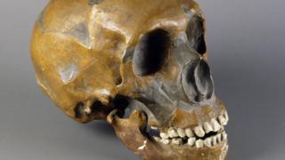 Skull