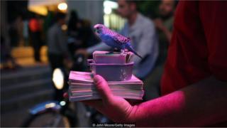 pássaros e cartas