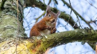 Squirrel