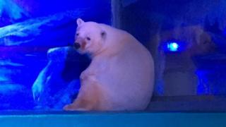 Oso polar