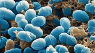 เชื้อแบคทีเรีย Staphylococcus epidermidis จำนวนมาก อาศัยอยู่บนผิวหนังของมนุษย์ทุกคน