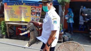 kucing