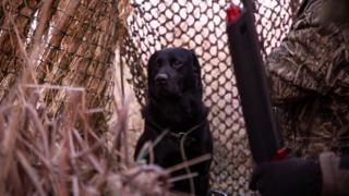 labrador