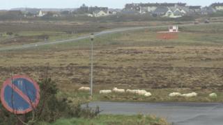 Caoraich aig Port-Adhair Steòrnabhaigh