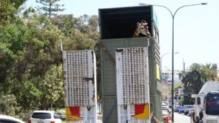 Asali the giraffe leaves Perth to crosses the Nullarbor