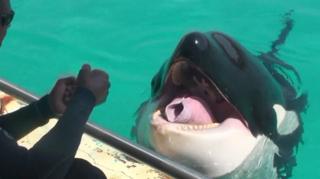Orka