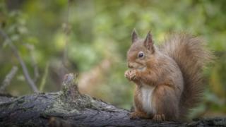 A red squirrel