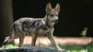 A three-month-old Mexican wolf (Canis lupus baileyi) is seen at the Coyotes Zoo in Mexico City on July 10, 2018.