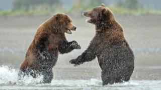 Two bears
