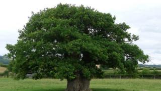 The Brimmon tree