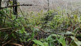 মাকড়সার জালের ওপর জমাট বেধে আছে কুয়াশা