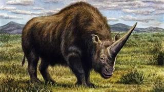 An artist impression of a Siberian unicorn.