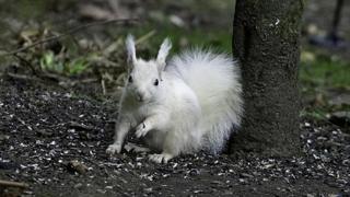 White squirrel