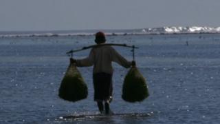 Petani rumput laut