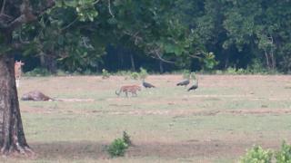 harimau