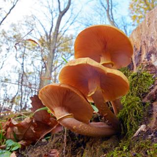 Setas del hongo de miel Armillaria gallica