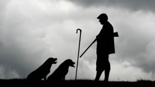 Gamekeeper carrying gun with two dogs