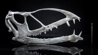 Изображение 3D напечатанного черепа с помощью спички для сравнения размеров. Череп белый и удлиненный, с несколькими острыми зубцами. Это примерно в 1,5 раза больше спички.