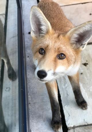 Galus the Fox